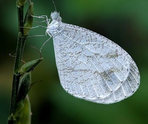 pexels-photo-35111632