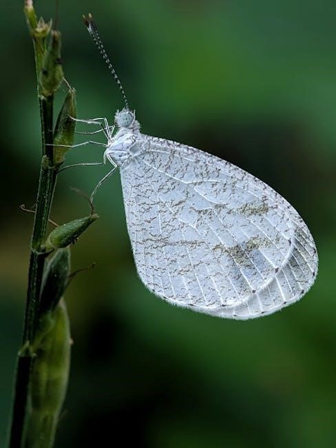 pexels-photo-35111632