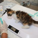 pexels-photo-33394308