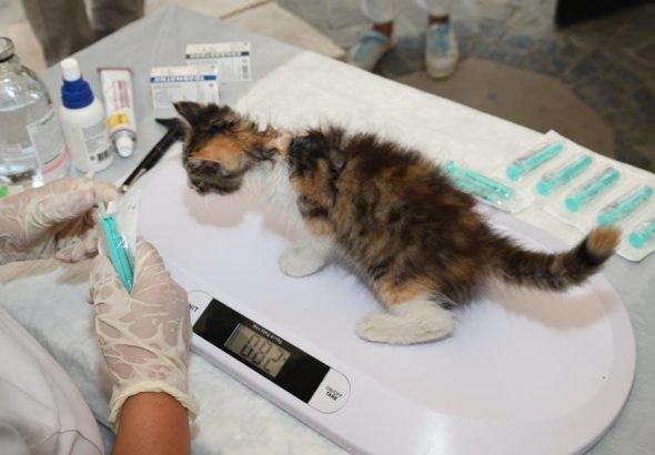 pexels-photo-33394308