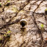 pexels-photo-13257684