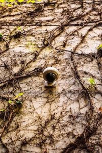 pexels-photo-13257684