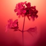 pexels-photo-18853922