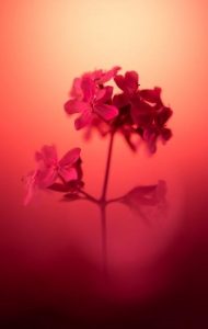 pexels-photo-18853922