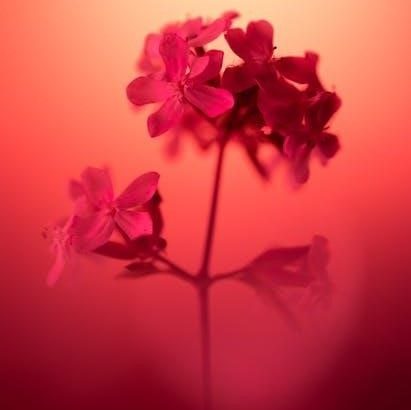 pexels-photo-18853922